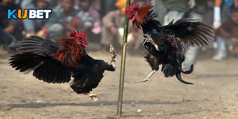 Thuật ngữ đá gà về kỹ thuật chiến đấu thường gặp trên sân